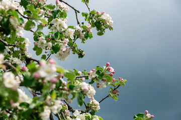 apple tree flowers
