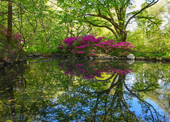 Tranquil forest scene with trees and flowering azalea with reflection in pond, Central Park New York - 349829844