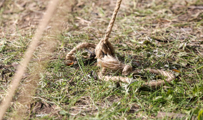 Obraz premium A peg hammered into the ground