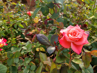 Beautiful rose flowers in nursery, rose flowers in garden