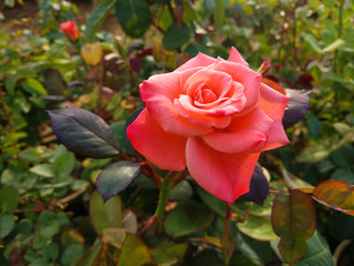 Beautiful rose flowers in nursery, rose flowers in garden