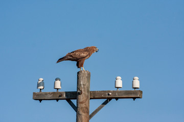 Common Buzzard - Birds of prey wildlife (Buteo buteo)