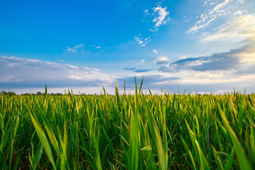 Obraz premium Field of green wheat on a sunny day