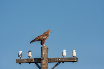 Common Buzzard - Birds of prey wildlife (Buteo buteo)