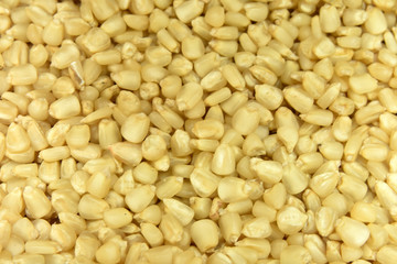 corn seeds