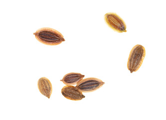 Dill seeds isolated on a white background