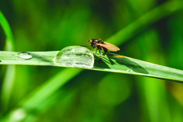 fly on leaf with a drop of dew drop
