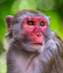 Portrait of a monkey in the park