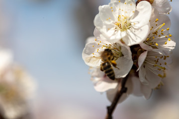 A bee collects honey from a flower