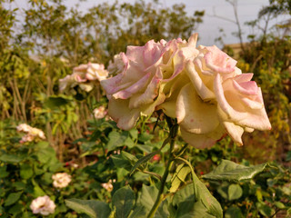 Beautiful rose flowers in nursery, rose flowers in garden