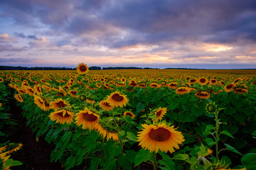 Obraz premium field of sunflowers at sunset