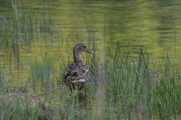 
wild duck looking for food