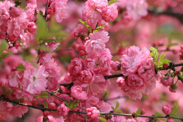 Pink blossoms of Louiseania (Prúnus tríloba)