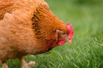 Chicken in the yard rural farming