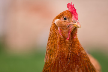 Chicken in the yard rural farming