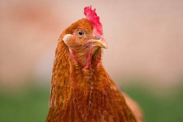 Chicken in the yard rural farming