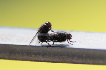 Flies mating