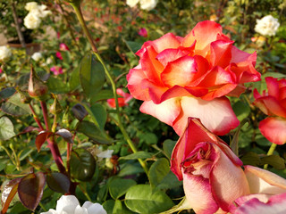 Beautiful rose flowers in nursery, rose flowers in garden