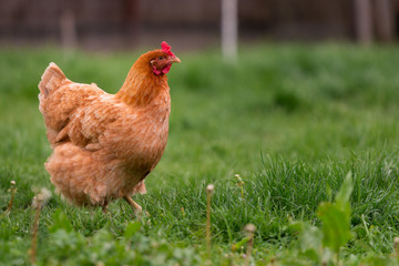 Chicken in the yard rural farming