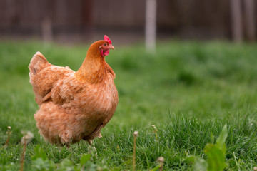 Chicken in the yard rural farming