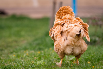 Chicken in the yard rural farming