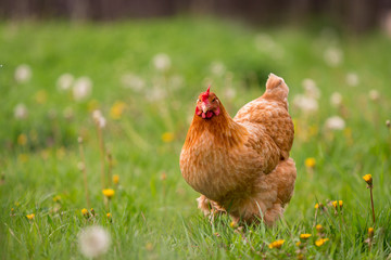 Chicken in the yard rural farming