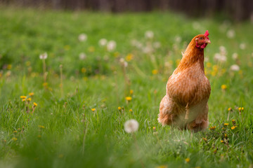Chicken in the yard rural farming