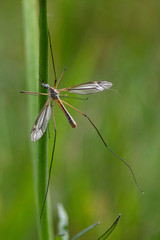 Crane fly