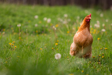 Chicken in the yard rural farming
