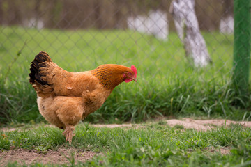 Chicken in the yard rural farming