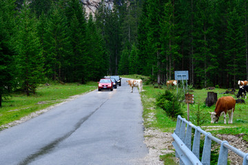 Kuhherde auf einer Straße in den Alpen	