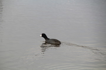 American Coot On The Water, Pylypow Wetlands, Edmonton, Alberta
