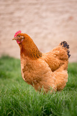 Chicken in the yard rural farming
