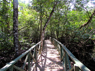 Obraz premium Wooden Walkway in Baratang Island, Andaman, India