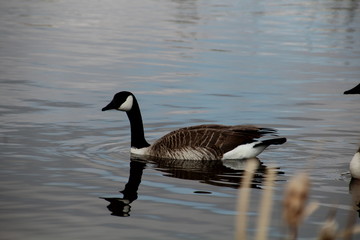Goose On The Lake, Pylypow Wetlands, Edmonton, Alberta