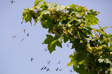 flying insects