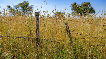 Paysage de campagne en été