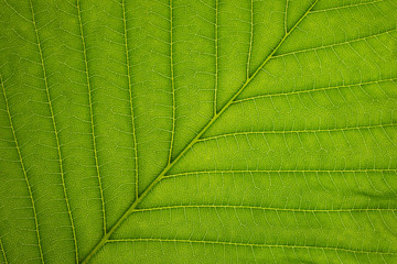 Close up of a chestnut leaf with cell structure.  Spring green leaf texture