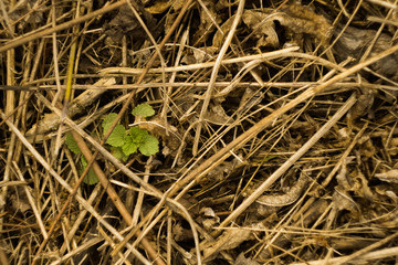 Ground surface wallpaper. Dried grass and tiny green plant texture. Forest background 