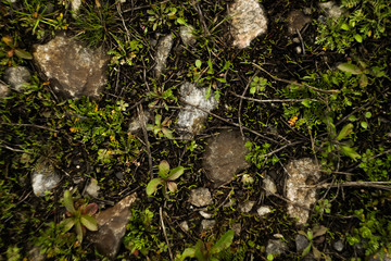 Ground surface texture. Green grass with moss and stones background. Environment concept. Copy space 