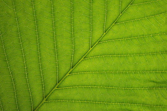 Close up of a chestnut leaf with cell structure.  Spring green leaf texture