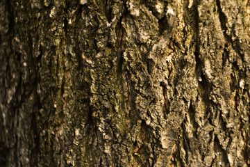 Wooden bark texture. Moss and scratches on surface. Natural background. Environment concept. Copy space
