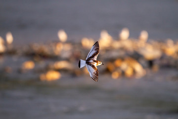 little gull, or hydrocoloeus minutus, bird starting to to fly.
