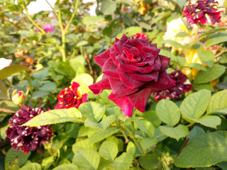 Beautiful rose flowers in nursery, rose flowers in garden