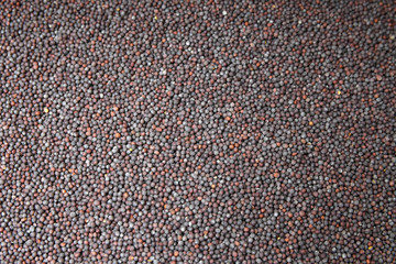 mustard condiment spice