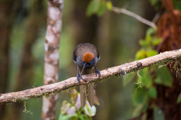 Beautiful Bird-of-paradise of New Guinea with long tail and beak aeting tropical fruit