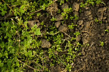 Green grass meadow top view. Soil texture. Agriculture concept. Forest trail wallpaper. Environment background 