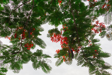 frame of Delonix regia flower on stem with green leaf with sky  background