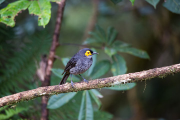 Beautiful Bird-of-paradise of New Guinea with long tail and beak aeting tropical fruit