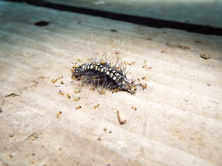 虫の死骸に群がるアリたち ants gathering around the dead insect